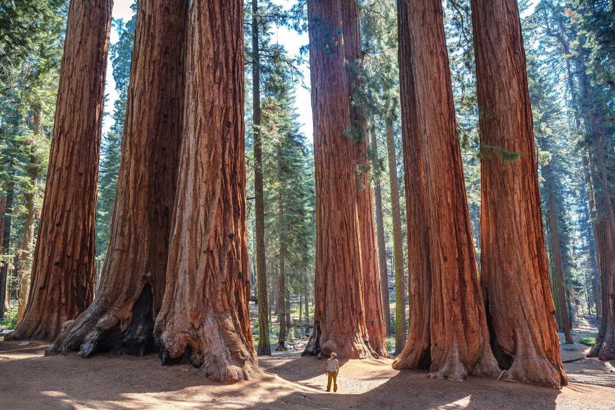 Among Giants