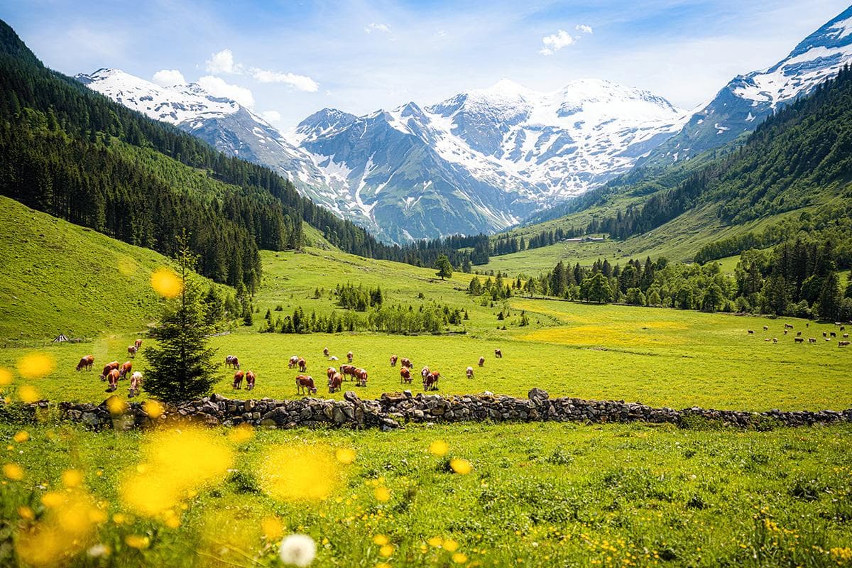 Where the Alps Breathe
