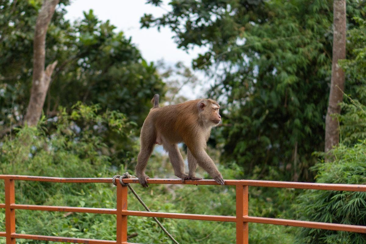 Monkey Hill