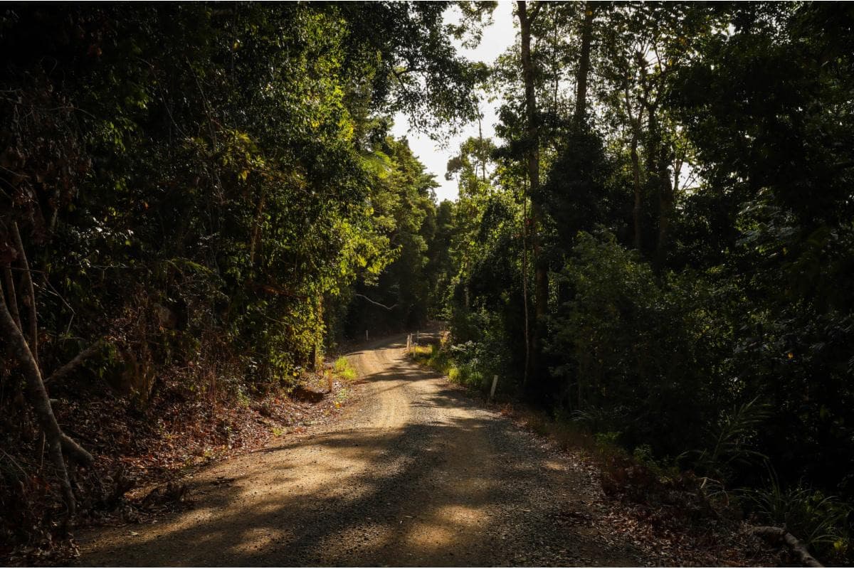 Along the Ridge and Through the Rainforest