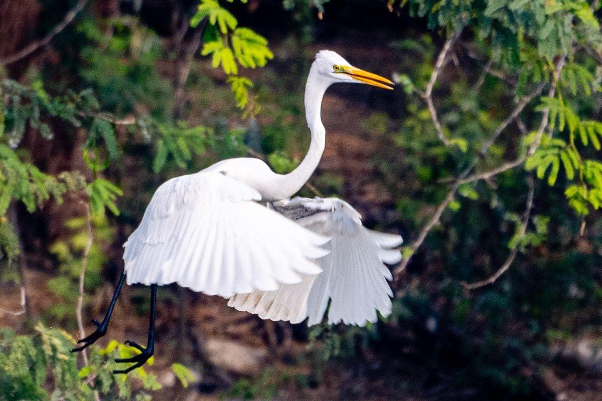Wetland Wonder