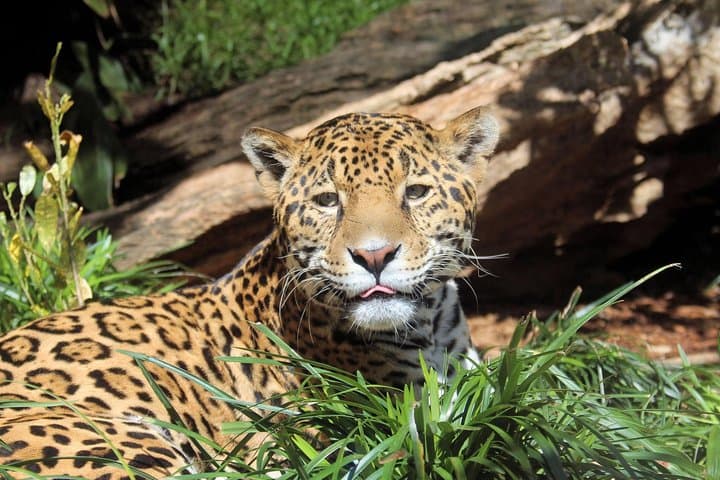 Exploring San Antonio Zoo: A Wild Adventure Through Conservation and Animal Encounters