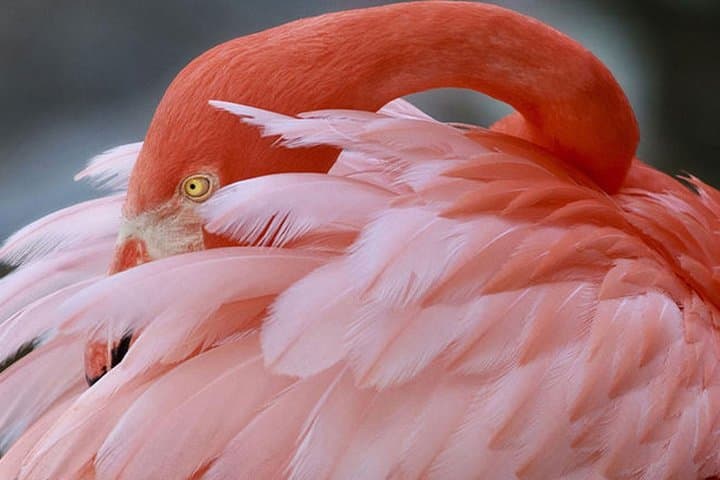 Flamingo Gardens Fort Lauderdale: 60-Acre Wildlife & Tropical Botanical Sanctuary photo 2
