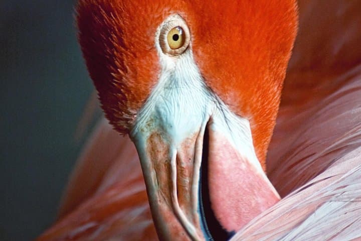 Flamingo Gardens Fort Lauderdale: 60-Acre Wildlife & Tropical Botanical Sanctuary photo 3