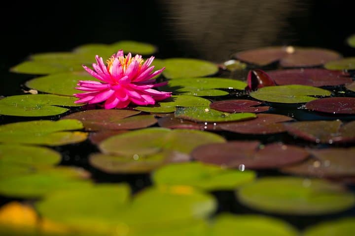 Exploring Denver Botanic Gardens: A Practical Visitor's Guide photo 2