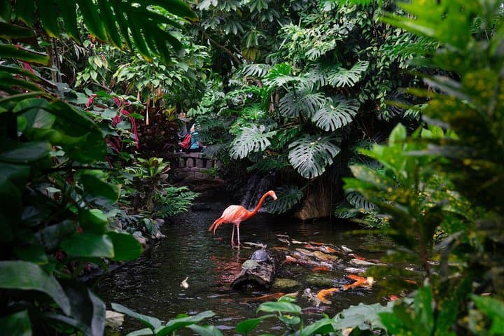 Victoria Butterfly Gardens: Tropical Rainforest Walk & Admission Ticket