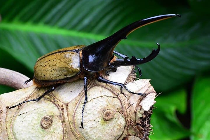 Victoria Butterfly Gardens: Tropical Rainforest Walk & Admission Ticket photo 2