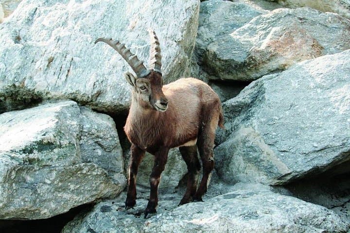 Alpine Zoo Innsbruck and Hungerburg Funicular: High‑Altitude Wildlife Visit
