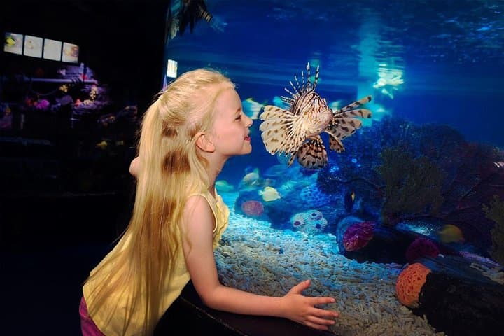 Inside SEA LIFE Great Yarmouth: Penguins, Rays & Interactive Rockpools photo 3