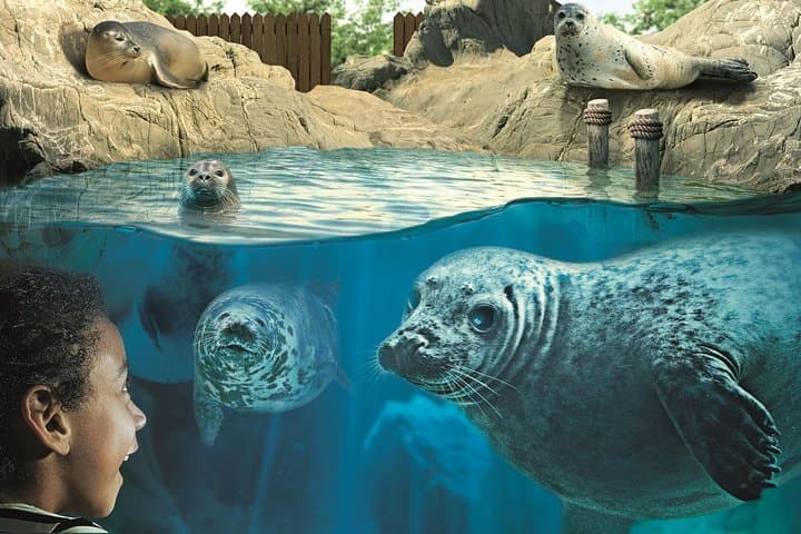 Inside Hunstanton SEA LIFE Sanctuary: Seal Rescue, Rainforest Rangers & Ocean Tunnel