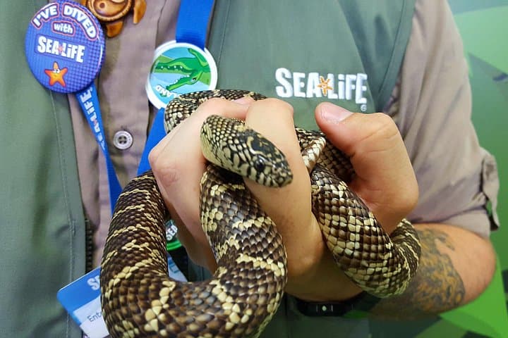 Inside Hunstanton SEA LIFE Sanctuary: Seal Rescue, Rainforest Rangers & Ocean Tunnel photo 2