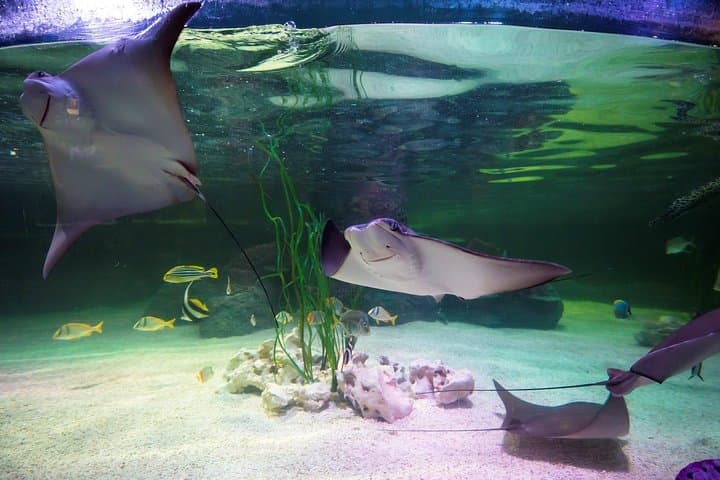 SEA LIFE Loch Lomond Aquarium Admission — Balloch Tickets & Visitor Guide photo 4