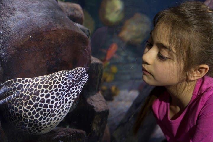 SEA LIFE Loch Lomond Aquarium Admission — Balloch Tickets & Visitor Guide photo 3