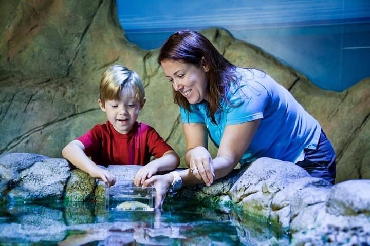 Inside SEA LIFE Manchester: Underwater Tunnel, Turtles & Touch Pools photo 6