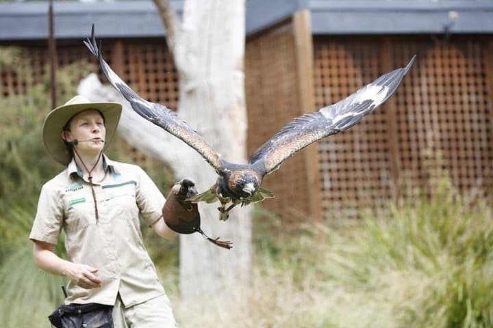 Healesville Sanctuary: Close-Up Encounters with Native Australian Wildlife photo 2