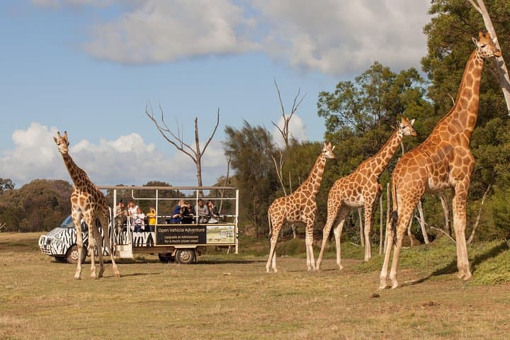 Off-Road Safari at Werribee Open Range Zoo: 75-Minute African Plains Experience