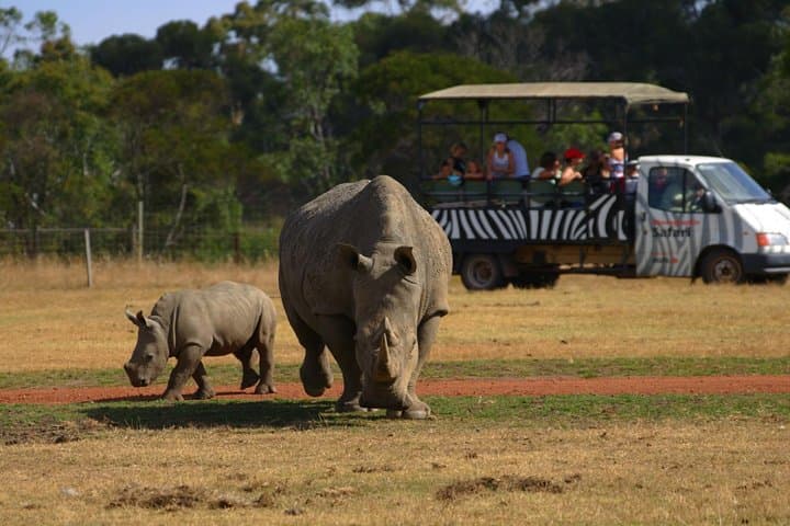 Off-Road Safari at Werribee Open Range Zoo: 75-Minute African Plains Experience photo 4