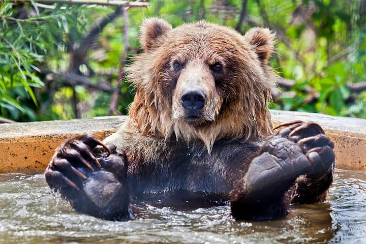 Inside Kamloops BC Wildlife Park: A Practical Visitor's Guide to Wildlife, Rehab and Family Fun