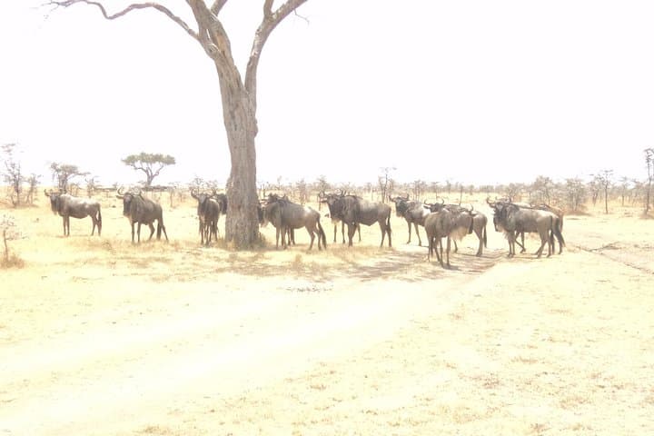 3-Day Road Safari to Masai Mara from Nairobi — Big Five & Wildebeest Migration