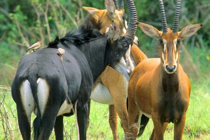 Shimba Hills Safari and Waterfall Hike — Day Trip from Mombasa photo 2