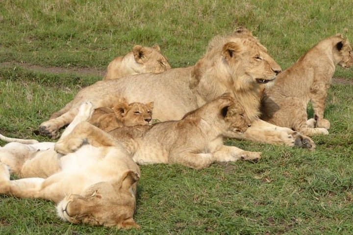 3-Day Budget Masai Mara Road Safari from Nairobi — Family-Friendly Game Drives