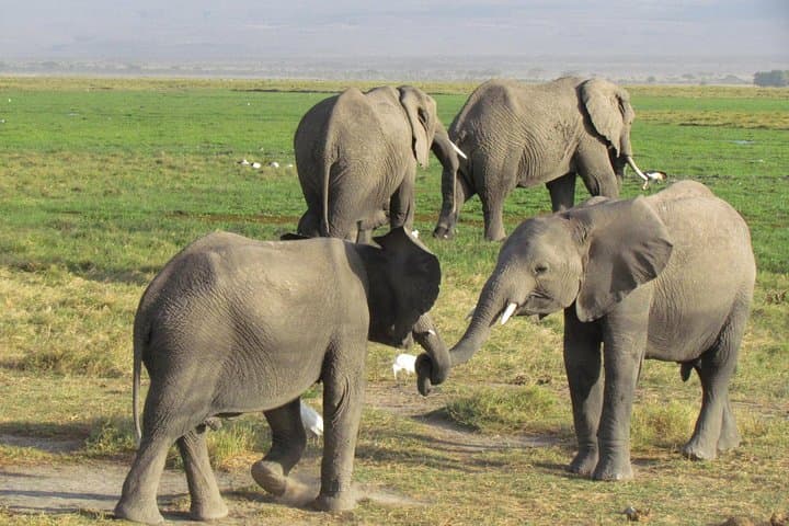 3-Day Budget Masai Mara Road Safari from Nairobi — Family-Friendly Game Drives photo 2