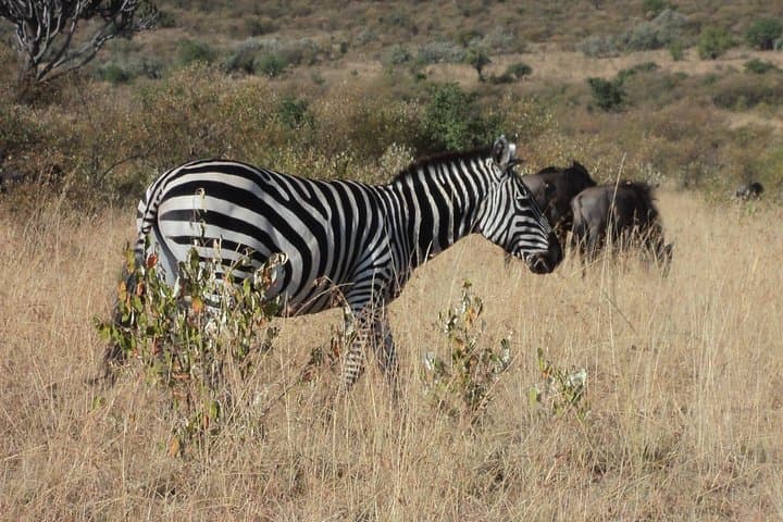 Amboseli National Park 2-Day Safari: Kilimanjaro Views & Elephant Herds photo 1