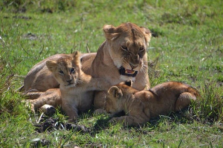 Explore Nairobi National Park: Africa’s Urban Wildlife Sanctuary Experience photo 3