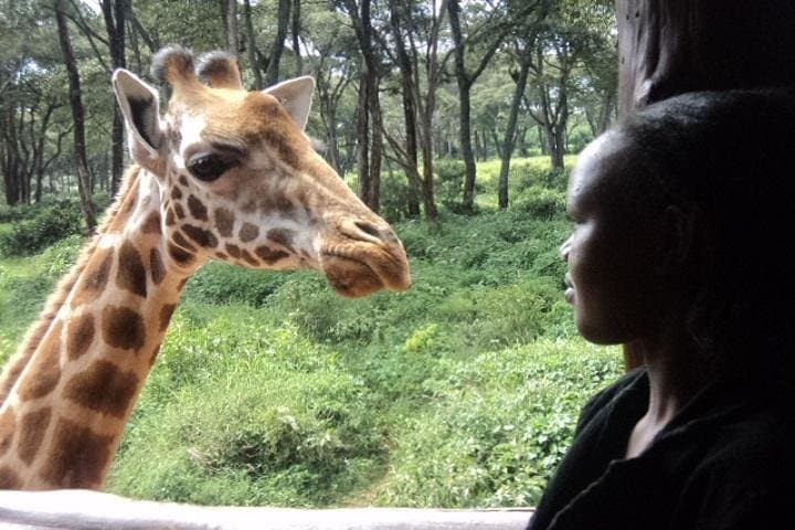 Up Close with Rothschild's Giraffes: Half-Day Tour to Nairobi's Giraffe Centre photo 3