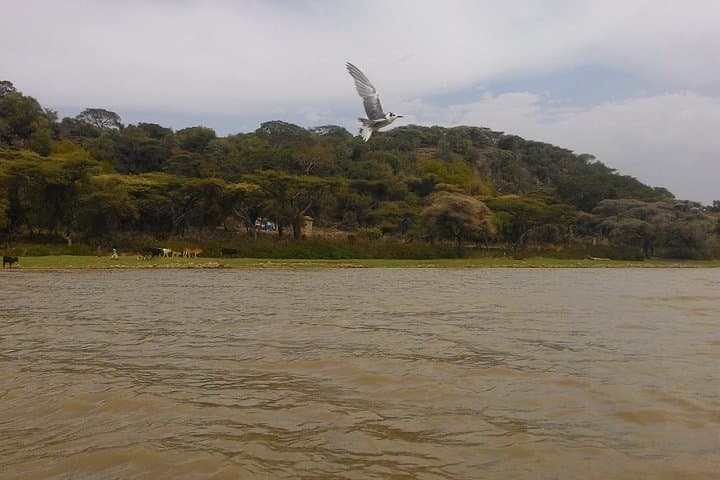Ethiopian Rift Valley Lakes & Tiya Steles Day Trip from Addis photo 2