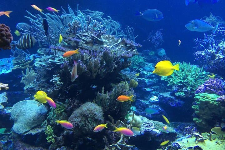 Private Snorkel Tour from Falmouth: Reefs, Wildlife & Beach Time