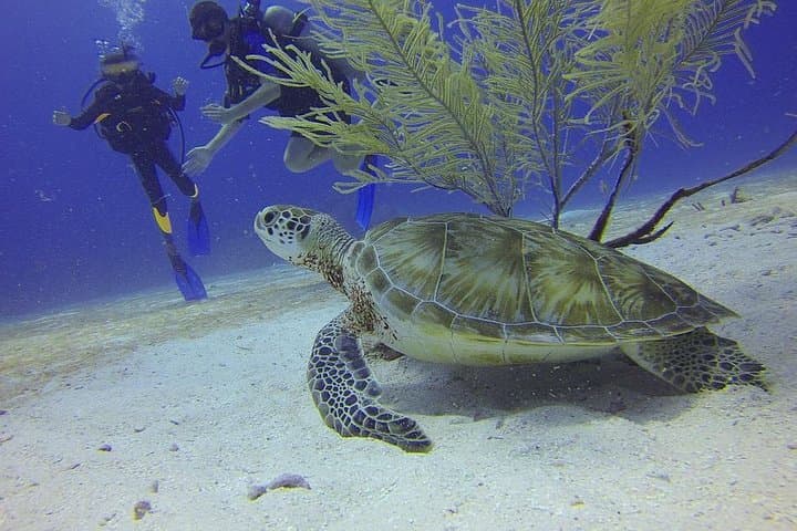 Discover Scuba Diving in Montego Bay: Introductory Shore Dive with a Dive Master photo 2