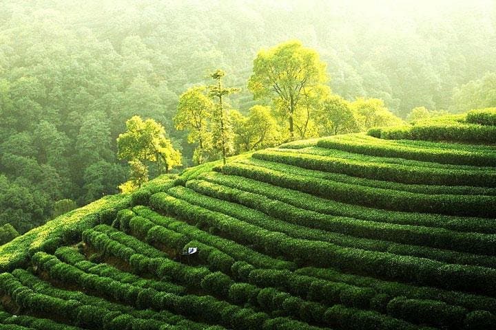 Hangzhou West Lake and Meijiawu Tea Fields Private Tour photo 2