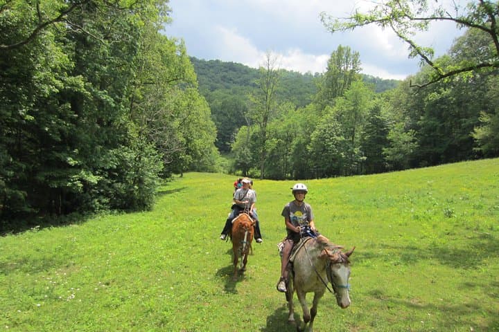 Horseback Ride Through Flame Azalea & Fern Forest — Cullowhee's Flame-Fern Trail photo 2