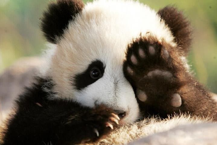 Half-Day Chengdu Private Panda Tour — See Giant Pandas at the Chengdu Research Base