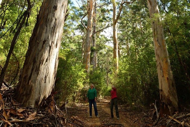 Pemberton Half-Day Karri Forest, Dunes & Warren River Eco Adventure photo 2