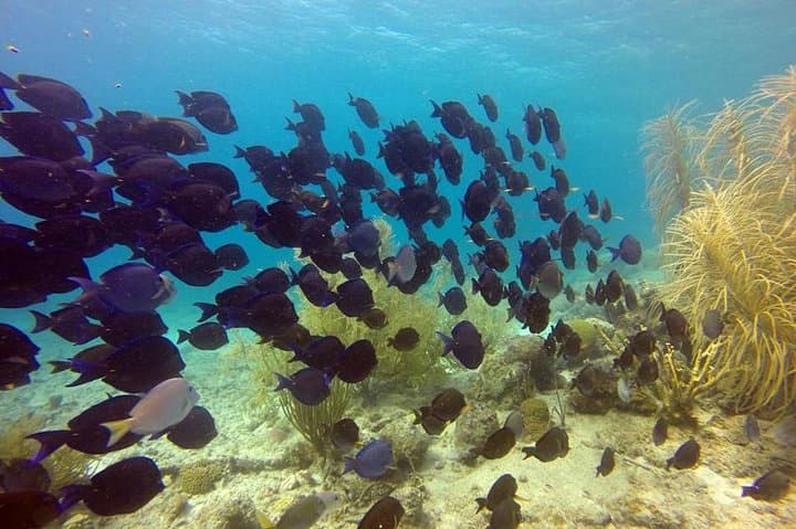 Certified Scuba Diving in Curaçao: Tugboat & Marie Pampoen Wreck Dives photo 2