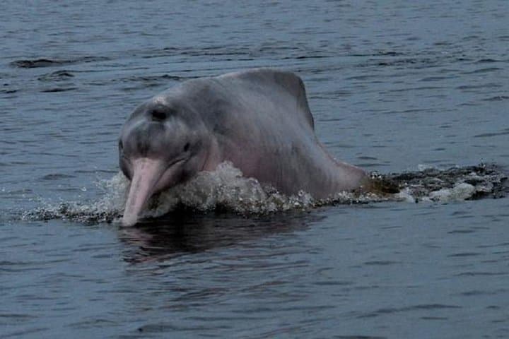 5-Day Cuyabeno Reserve Amazon Rainforest Adventure: Lodge, Wildlife & Indigenous Culture photo 2
