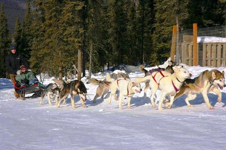 1-Hour Winter Dog Sledding in Fairbanks: Authentic Alaskan Mushing Experience photo 2