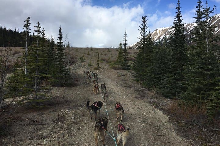 Sled Dog Adventure & Yukon Gold Panning from Skagway — White Pass Wilderness Tour photo 1