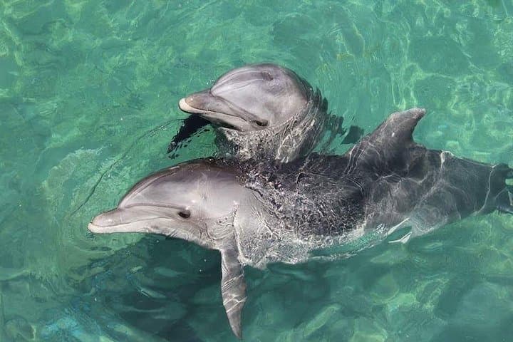 Dolphin's House Snorkeling Day Trip from Hurghada — Lunch & Banana Boat photo 1