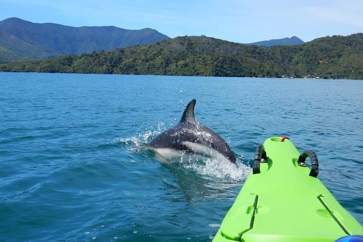 Half-Day Sea Kayak in the Marlborough Sounds — Picton Guided Tour photo 5