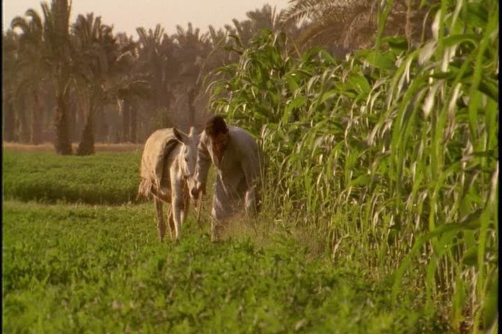 Half-Day Egyptian Green Farm Tour from Cairo with Breakfast