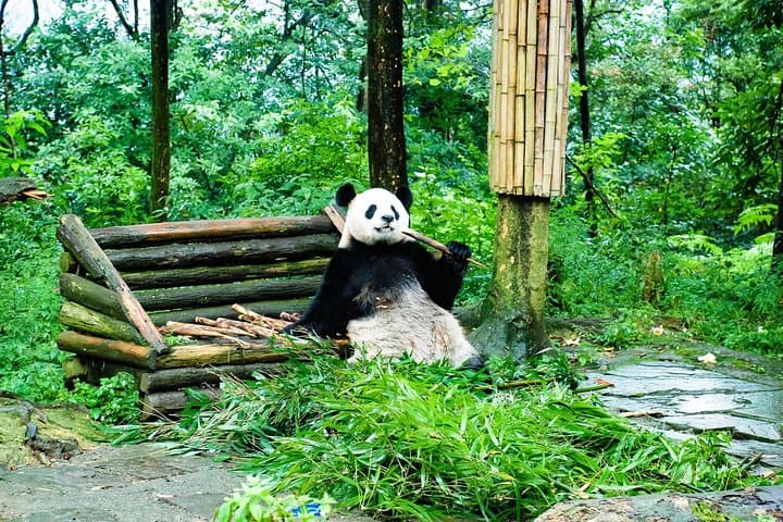 Giant Pandas and the Leshan Giant Buddha: Chengdu Day Trip