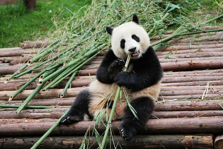 Half-Day at Chengdu Panda Breeding Research Base: See Giant Pandas Up Close