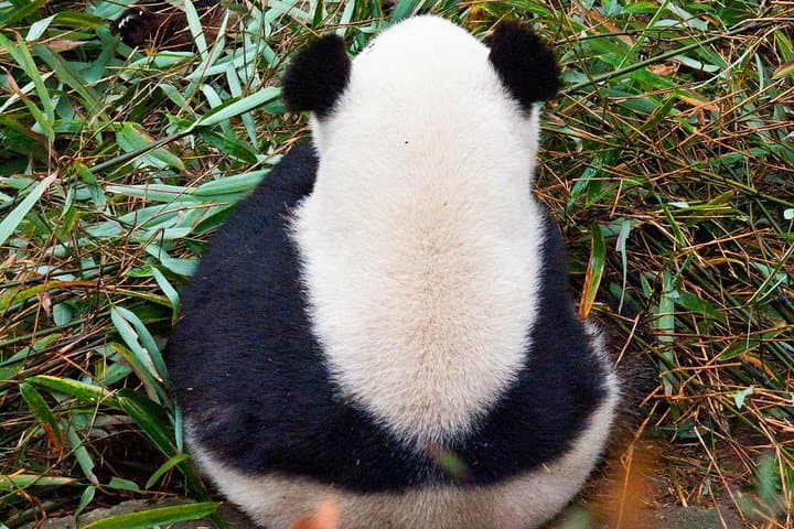 Half-Day at Chengdu Panda Breeding Research Base: See Giant Pandas Up Close photo 2