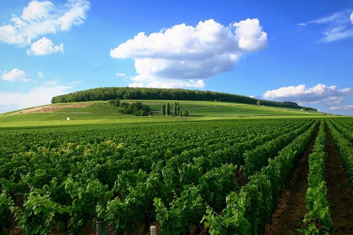 Full-Day Private Champagne Tour from Paris: Vineyards, Cellars & Dom Pérignon photo 3