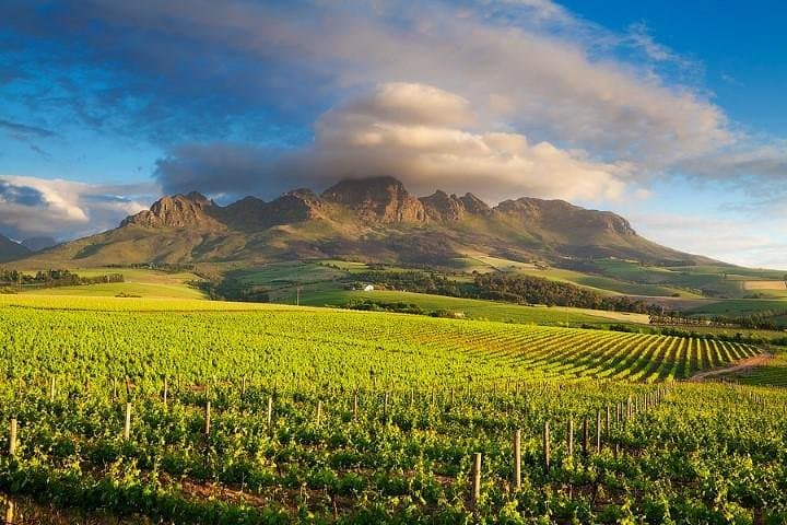 Cape Winelands Day Tour: Stellenbosch, Franschhoek & Paarl Wine Tasting