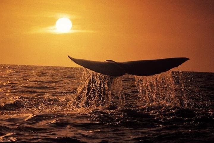Land-Based Whale Watching in Hermanus — Southern Right Whales & Cliff Path Views