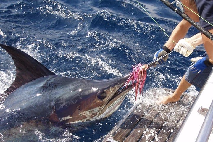 Big Game Fishing off Vilamoura: Full-Day Reef & Shark Charter